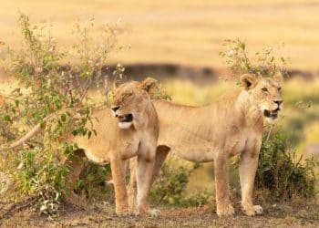 This Maasai information is aware of wild animals by identify – and can introduce you to them