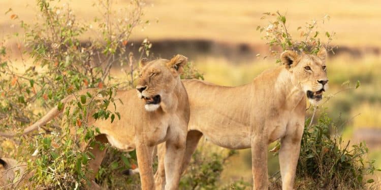 This Maasai information is aware of wild animals by identify – and can introduce you to them